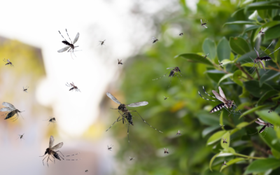 Expert Mosquito Treatment in Lake City, FL