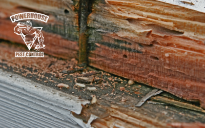 Top 5 Signs of a Termite Infestation