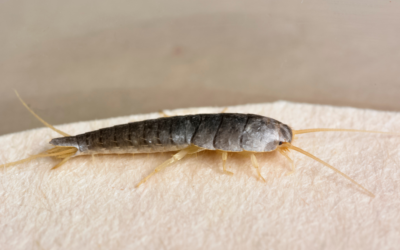 Are Silverfish a Warning Sign of Bigger Pest Problems?