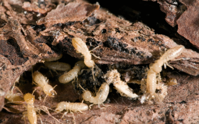 Formosan Termites: The “Super-Termite” Threat in Florida