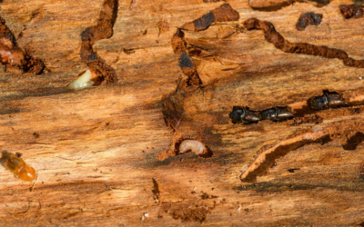Why Termites Are a Serious Threat in Florida (And How to Protect Your Home)