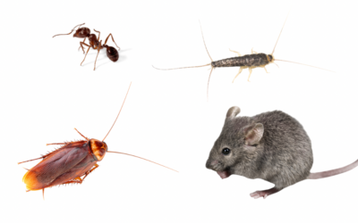 The Most Common Household Pests in North Central Florida (And How to Stop Them)